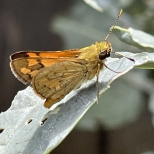 Ocybadistes walkeri at Macgregor, ACT - 19 Feb 2022 01:09 PM