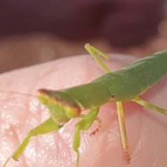 Orthodera ministralis (Green Mantid) at Gundaroo, NSW - 19 Feb 2022 by Gunyijan