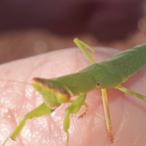 Orthodera ministralis at Gundaroo, NSW - 19 Feb 2022