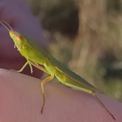 Orthodera ministralis at Gundaroo, NSW - 19 Feb 2022 06:41 PM