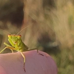 Orthodera ministralis at Gundaroo, NSW - 19 Feb 2022