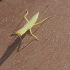 Orthodera ministralis at Gundaroo, NSW - 19 Feb 2022 06:41 PM