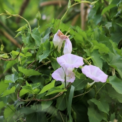 Calystegia sepium (Swamp Bindweed) at Killara, VIC - 18 Feb 2022 by KylieWaldon