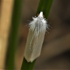 Tipanaea patulella (The White Crambid moth) at Forde, ACT - 19 Feb 2022 by JohnBundock