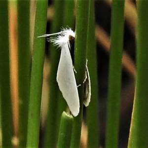 Tipanaea patulella at Forde, ACT - 19 Feb 2022