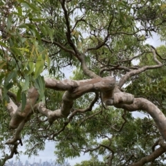 Angophora costata (Rusty Gum, Smooth-barked Apple) at Sydney Harbour National Park - 18 Feb 2022 by JoelCallaghan