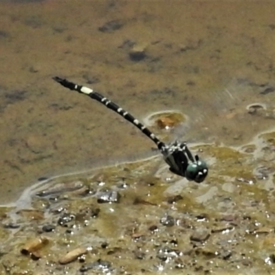 Parasynthemis regina (Royal Tigertail) at Forde, ACT - 19 Feb 2022 by JohnBundock