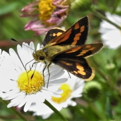 Ocybadistes walkeri (Green Grass-dart) at Wanniassa, ACT - 19 Feb 2022 by JohnBundock