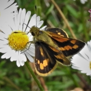 Ocybadistes walkeri at Wanniassa, ACT - 19 Feb 2022 11:52 AM