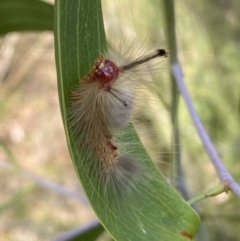 Orgyia anartoides (Painted Apple Moth) at Mount Jerrabomberra QP - 19 Feb 2022 by Steve_Bok