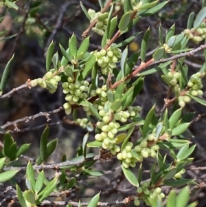 Monotoca scoparia at Jerrabomberra, NSW - 19 Feb 2022 04:30 PM