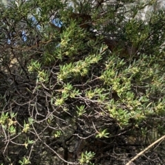 Monotoca scoparia at Jerrabomberra, NSW - 19 Feb 2022 04:30 PM