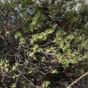 Monotoca scoparia at Jerrabomberra, NSW - 19 Feb 2022 04:30 PM