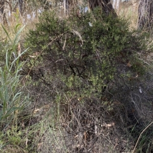 Monotoca scoparia at Jerrabomberra, NSW - 19 Feb 2022 04:30 PM