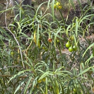 Solanum linearifolium at Jerrabomberra, NSW - 19 Feb 2022