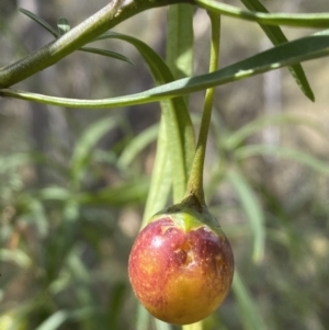 Solanum linearifolium at Jerrabomberra, NSW - 19 Feb 2022