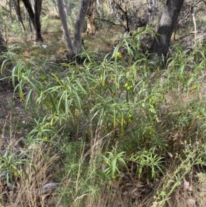 Solanum linearifolium at Jerrabomberra, NSW - 19 Feb 2022