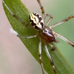 Phonognatha graeffei (Leaf Curling Spider) at Mount Jerrabomberra QP - 19 Feb 2022 by Steve_Bok