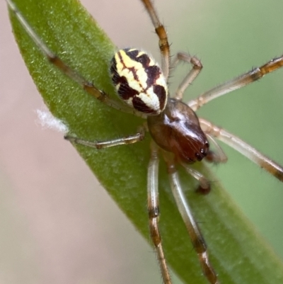 Phonognatha graeffei (Leaf Curling Spider) at Mount Jerrabomberra - 19 Feb 2022 by Steve_Bok