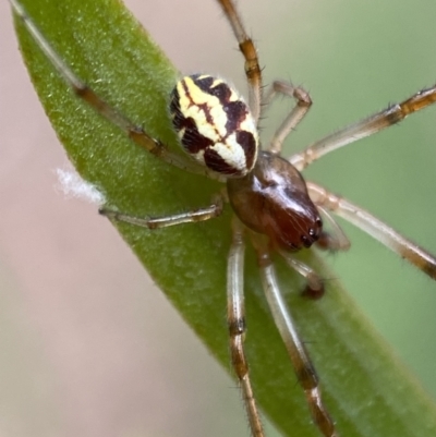 Phonognatha graeffei (Leaf Curling Spider) at Jerrabomberra, NSW - 19 Feb 2022 by SteveBorkowskis