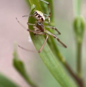 Phonognatha graeffei at Jerrabomberra, NSW - 19 Feb 2022