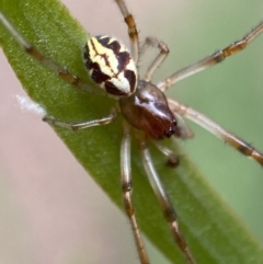 Phonognatha graeffei at Jerrabomberra, NSW - 19 Feb 2022