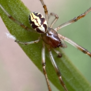 Phonognatha graeffei at Jerrabomberra, NSW - 19 Feb 2022