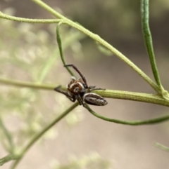 Opisthoncus sp. (genus) (Unidentified Opisthoncus jumping spider) at Mount Jerrabomberra QP - 19 Feb 2022 by Steve_Bok