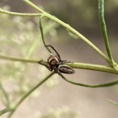 Opisthoncus sp. (genus) (Unidentified Opisthoncus jumping spider) at Mount Jerrabomberra - 19 Feb 2022 by Steve_Bok