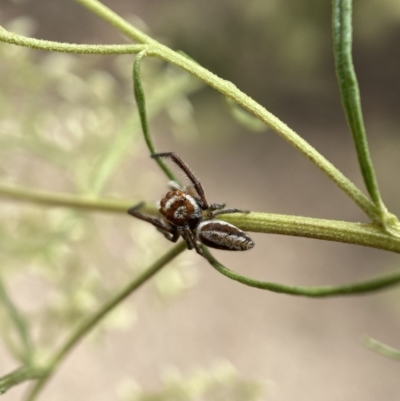 Opisthoncus sp. (genus) (Opisthoncus jumping spider) at Jerrabomberra, NSW - 19 Feb 2022 by SteveBorkowskis