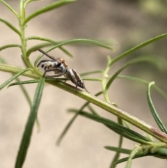 Opisthoncus sp. (genus) at Jerrabomberra, NSW - 19 Feb 2022