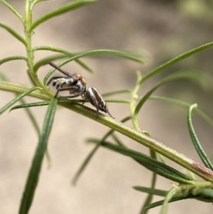 Opisthoncus sp. (genus) at Jerrabomberra, NSW - 19 Feb 2022