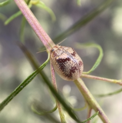 Paropsisterna laesa (Laesa leaf beetle) at Jerrabomberra, NSW - 19 Feb 2022 by Steve_Bok