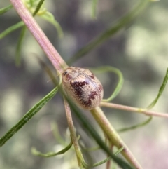 Paropsisterna laesa species complex at Jerrabomberra, NSW - 19 Feb 2022 03:04 PM