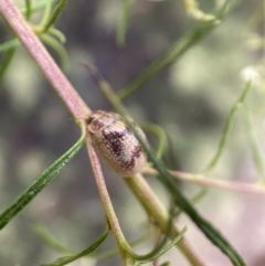 Paropsisterna laesa species complex at Jerrabomberra, NSW - 19 Feb 2022 03:04 PM