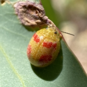 Paropsisterna fastidiosa at Jerrabomberra, NSW - 19 Feb 2022