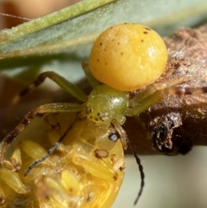 Thomisidae (family) at Jerrabomberra, NSW - 19 Feb 2022