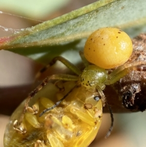 Thomisidae (family) at Jerrabomberra, NSW - 19 Feb 2022