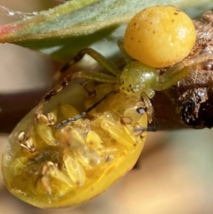 Thomisidae (family) at Jerrabomberra, NSW - 19 Feb 2022