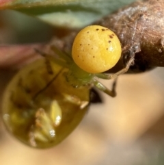 Thomisidae (family) at Jerrabomberra, NSW - 19 Feb 2022