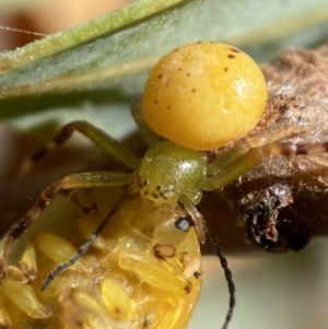 Thomisidae (family) at Jerrabomberra, NSW - 19 Feb 2022