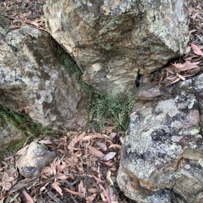 Asplenium flabellifolium (Necklace Fern) at Mount Jerrabomberra QP - 19 Feb 2022 by Steve_Bok