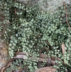 Asplenium flabellifolium at Jerrabomberra, NSW - 19 Feb 2022 05:45 PM