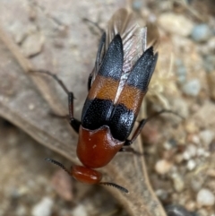 Ripiphoridae (family) (Wedge-shaped beetle) at Jerrabomberra, NSW - 19 Feb 2022 by SteveBorkowskis