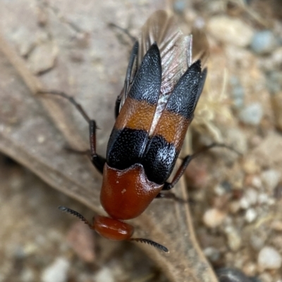 Ripiphoridae (family) (Wedge-shaped beetle) at Mount Jerrabomberra QP - 19 Feb 2022 by Steve_Bok
