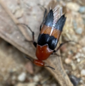 Ripiphoridae (family) at Jerrabomberra, NSW - 19 Feb 2022