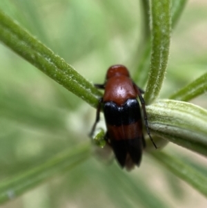 Ripiphoridae (family) at Jerrabomberra, NSW - 19 Feb 2022