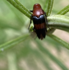 Ripiphoridae (family) at Jerrabomberra, NSW - 19 Feb 2022 03:37 PM