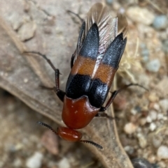 Ripiphoridae (family) at Jerrabomberra, NSW - 19 Feb 2022