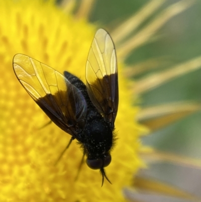Geron nigralis (Slender bee fly) at Jerrabomberra, NSW - 19 Feb 2022 by Steve_Bok